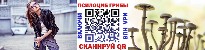 Галлюциногенные грибы Psilocybine cubensis  Новая Ладога 